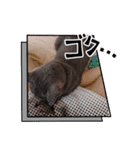 猫の日常➀（個別スタンプ：9）