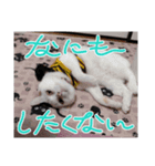 猫の日常➀（個別スタンプ：10）