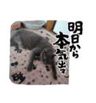 猫の日常➀（個別スタンプ：11）