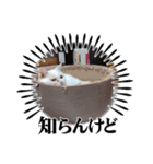 猫の日常➀（個別スタンプ：12）