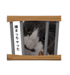 猫の日常➀（個別スタンプ：13）
