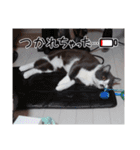 猫の日常➀（個別スタンプ：14）