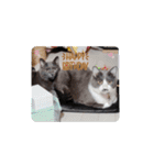 猫の日常➀（個別スタンプ：15）