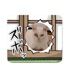 猫の日常➀（個別スタンプ：16）