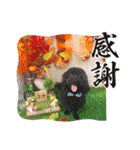 山下さんちのLady ＆ Biscoの可愛いスタンプ（個別スタンプ：1）
