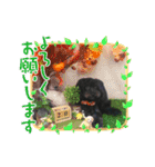 山下さんちのLady ＆ Biscoの可愛いスタンプ（個別スタンプ：2）