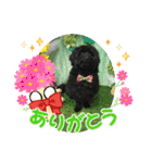 山下さんちのLady ＆ Biscoの可愛いスタンプ（個別スタンプ：3）