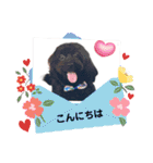 山下さんちのLady ＆ Biscoの可愛いスタンプ（個別スタンプ：8）
