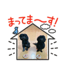 山下さんちのLady ＆ Biscoの可愛いスタンプ（個別スタンプ：12）