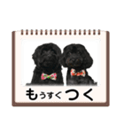 山下さんちのLady ＆ Biscoの可愛いスタンプ（個別スタンプ：14）