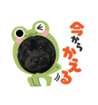 山下さんちのLady ＆ Biscoの可愛いスタンプ（個別スタンプ：15）