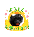 山下さんちのLady ＆ Biscoの可愛いスタンプ（個別スタンプ：18）