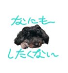 山下さんちのLady ＆ Biscoの可愛いスタンプ（個別スタンプ：23）