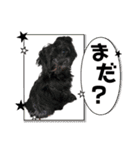 山下さんちのLady ＆ Biscoの可愛いスタンプ（個別スタンプ：28）
