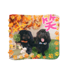 山下さんちのLady ＆ Biscoの可愛いスタンプ（個別スタンプ：29）