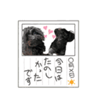 山下さんちのLady ＆ Biscoの可愛いスタンプ（個別スタンプ：31）