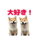 使いやすい！柴犬のスタンプ（個別スタンプ：11）