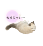 ねろたんスタンプ12（個別スタンプ：5）