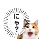 驚くリアルな猫で会話しよっ！（個別スタンプ：4）