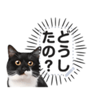 驚くリアルな猫で会話しよっ！（個別スタンプ：6）