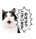 驚くリアルな猫で会話しよっ！（個別スタンプ：17）