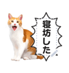 驚くリアルな猫で会話しよっ！（個別スタンプ：18）