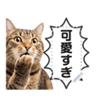 驚くリアルな猫で会話しよっ！（個別スタンプ：20）