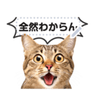 驚くリアルな猫で会話しよっ！（個別スタンプ：23）