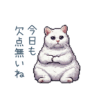 旦那を褒める嫁白猫【夫婦・ねこ】（個別スタンプ：27）