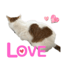 ペットの里の可愛い子ちゃん(猫ver.2)（個別スタンプ：1）