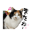 ペットの里の可愛い子ちゃん(猫ver.2)（個別スタンプ：6）