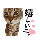 ペットの里の可愛い子ちゃん(猫ver.2)（個別スタンプ：9）