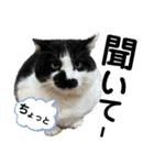 ペットの里の可愛い子ちゃん(猫ver.2)（個別スタンプ：12）