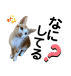 ペットの里の可愛い子ちゃん(猫ver.2)（個別スタンプ：13）