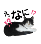 ペットの里の可愛い子ちゃん(猫ver.2)（個別スタンプ：14）