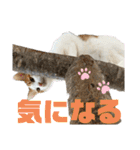 ペットの里の可愛い子ちゃん(猫ver.2)（個別スタンプ：17）