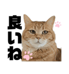 ペットの里の可愛い子ちゃん(猫ver.2)（個別スタンプ：18）