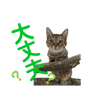 ペットの里の可愛い子ちゃん(猫ver.2)（個別スタンプ：19）