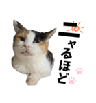 ペットの里の可愛い子ちゃん(猫ver.2)（個別スタンプ：20）