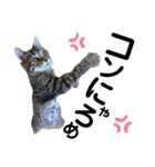 ペットの里の可愛い子ちゃん(猫ver.2)（個別スタンプ：22）