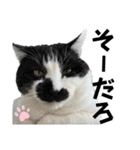ペットの里の可愛い子ちゃん(猫ver.2)（個別スタンプ：23）