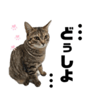 ペットの里の可愛い子ちゃん(猫ver.2)（個別スタンプ：27）