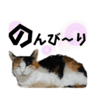 ペットの里の可愛い子ちゃん(猫ver.2)（個別スタンプ：33）