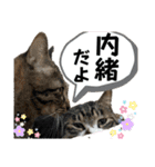ペットの里の可愛い子ちゃん(猫ver.2)（個別スタンプ：36）