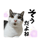 ペットの里の可愛い子ちゃん(猫ver.2)（個別スタンプ：40）