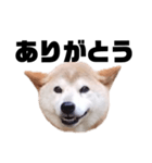 柴犬 ふじまる 7（個別スタンプ：1）