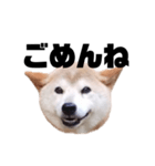 柴犬 ふじまる 7（個別スタンプ：2）