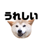 柴犬 ふじまる 7（個別スタンプ：3）