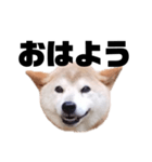 柴犬 ふじまる 7（個別スタンプ：4）