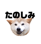 柴犬 ふじまる 7（個別スタンプ：5）